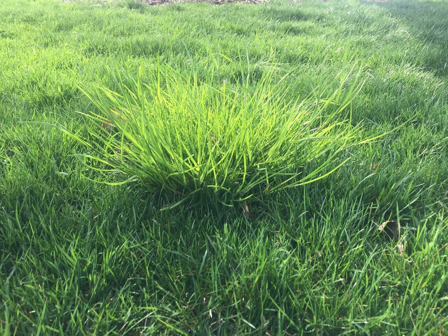 What Kind of Grass Do I Have? Learning About Grass Types in PA